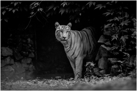 tiger-cat-wildlife-wilderness-5661167