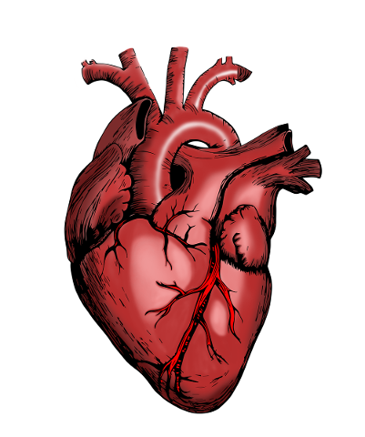 heart-nurse-health-body-parts-5079717