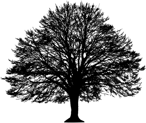 tree-landscape-silhouette-plant-5249403