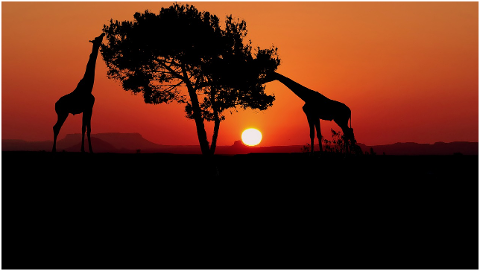 sunset-giraffes-africa-nature-4287220