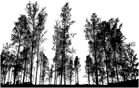trees-landscape-silhouette-plant-4728699
