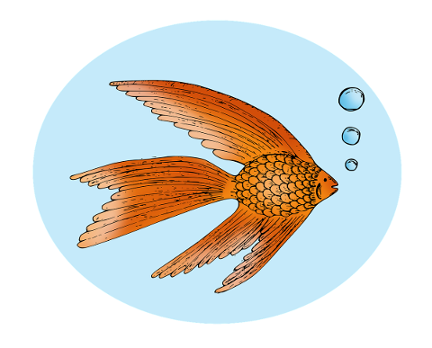 fish-gold-goldfish-aquarium-nature-5480698