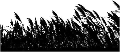 nature-reeds-silhouette-plants-4698641