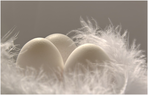 feather-fluffy-fluff-egg-hen-s-egg-4805619