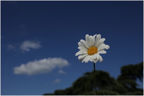 daisy-sky-flower-nature-blue-4882644