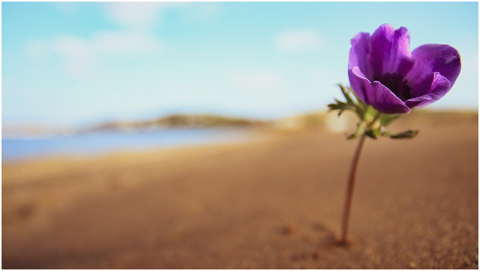 flower-purple-nature-blossom-5197208