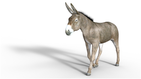 donkey-mule-animal-mammal-nature-5047489
