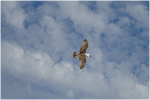 seagull-bird-flight-sea-freedom-4899075