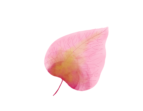watercolour-watercolor-leaf-pink-4357690