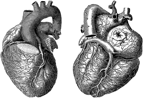 heart-organ-muscle-line-art-5660816
