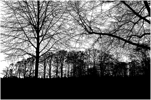 forest-trees-silhouette-branches-5171248