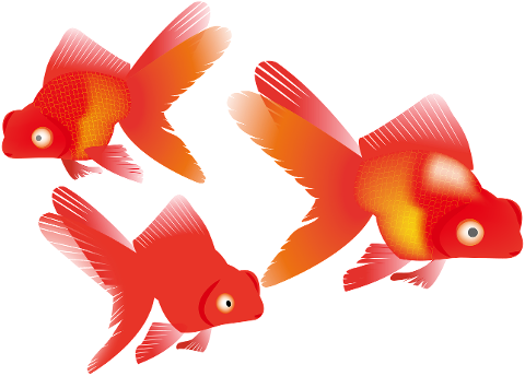 gold-fish-koi-fish-gold-pond-4580111