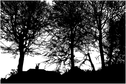 forest-trees-silhouette-branches-5171247