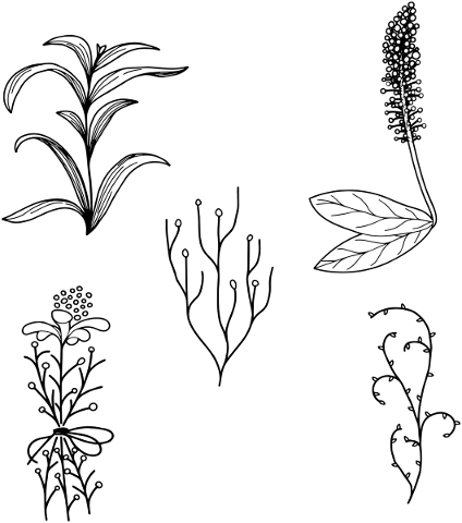 botanical-line-art-flowers-leaf-4906376