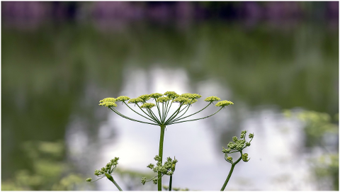 flower-flowers-lake-water-4341795