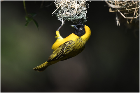 bird-south-africa-nature-plumage-4751384