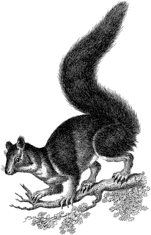 squirrel-rodent-animal-line-art-5671865