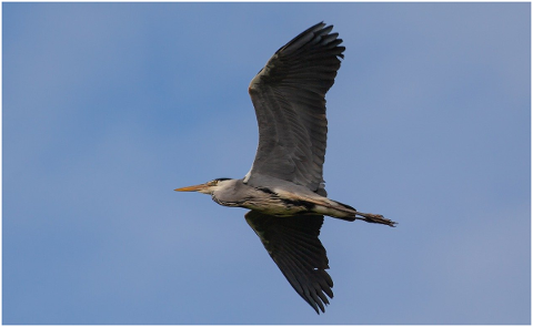 heron-flying-heron-grey-heron-5103696