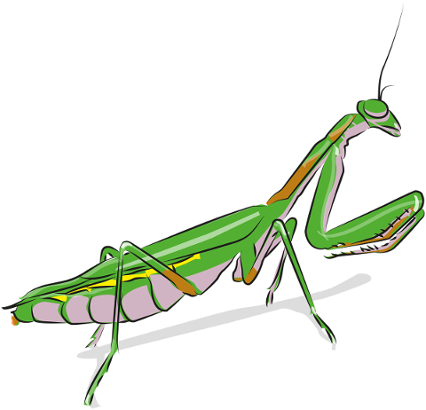 praying-mantis-insect-animal-mantis-5796568