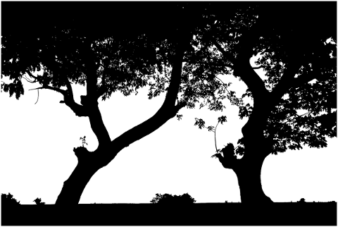 forest-trees-silhouette-branches-5165074