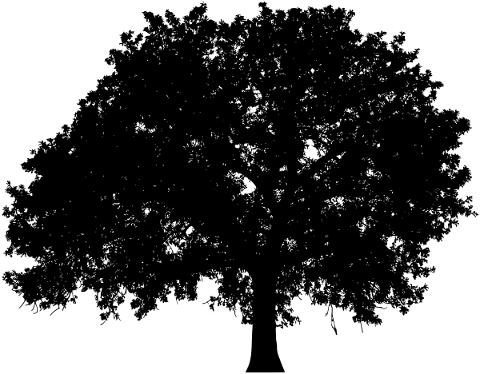 tree-branches-silhouette-trunk-5767924