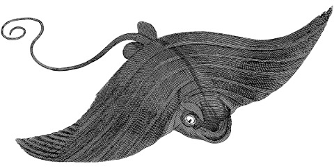 manta-ray-animal-line-art-5677358