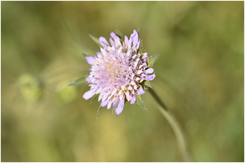 flower-violet-purple-nature-5100522