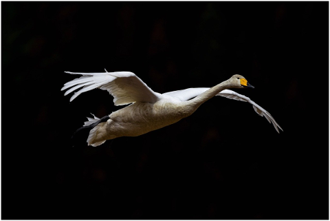 animal-sky-dark-bird-wild-birds-4870885