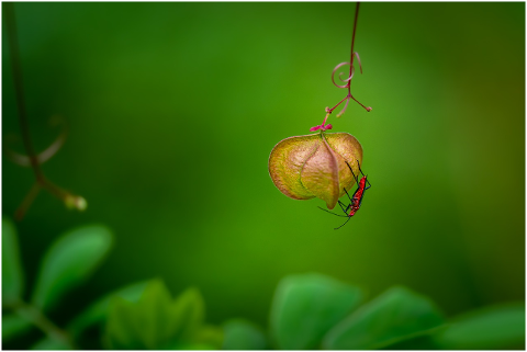 bug-insert-leaf-garden-nature-4501507