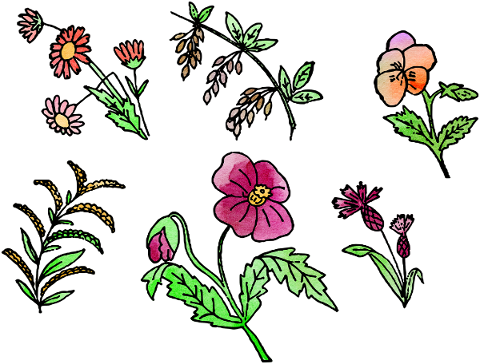 watercolor-flower-flowers-floral-4947220
