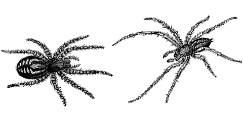 spider-arachnid-line-art-insect-5207096