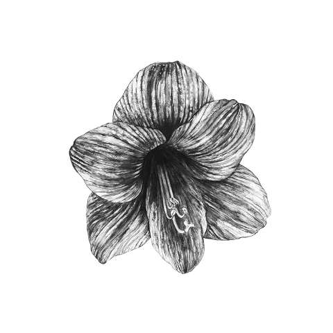 black-and-white-flower-black-white-4460234