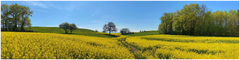 field-rapeseed-yellow-traces-5065671