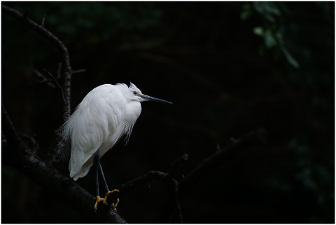 heron-bird-wildlife-nature-4746555