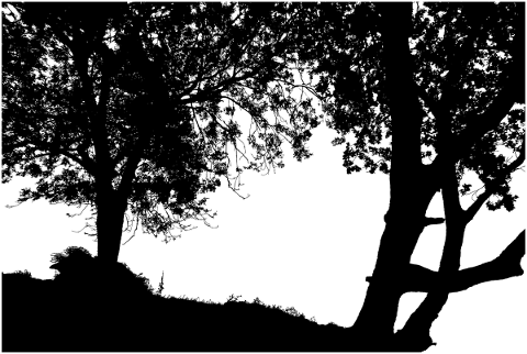 forest-trees-silhouette-branches-5142584