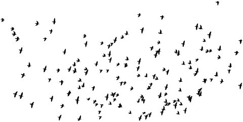 birds-flying-silhouette-flock-5756729