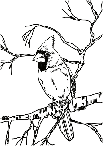 bird-black-and-white-sketch-branch-5097573