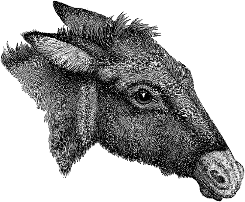 donkey-animal-mule-line-art-7242726