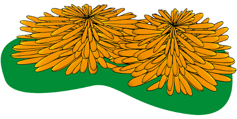 marigolds-flower-flowers-4593202