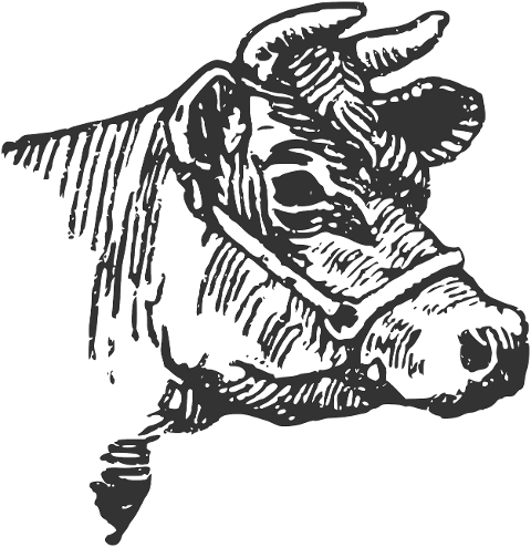 cow-animal-livestock-cattle-mammal-6772388