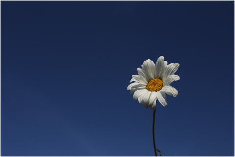 daisy-sky-flower-nature-blue-4882640