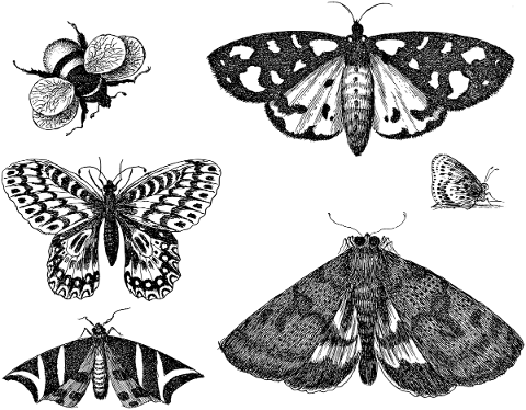 insects-bee-butterflies-moth-5558903
