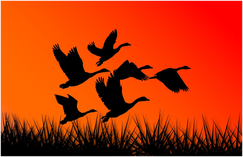 geese-birds-silhouette-formation-4808517