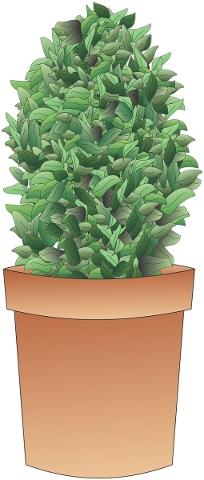 shrub-bush-plant-tree-herb-pot-4858721
