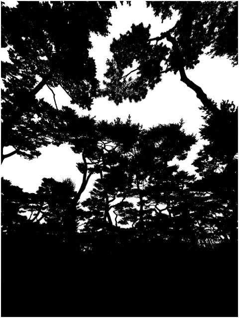 forest-trees-silhouette-canopy-sky-8319926