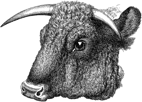 bull-face-head-line-art-animal-7249584