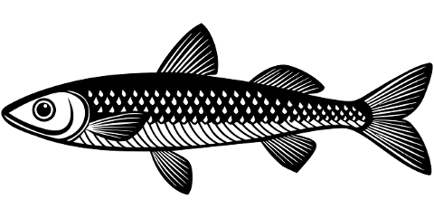 minnow-fish-animal-aquatic-marine-8853415