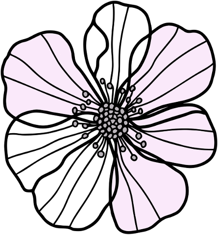 flower-petals-plant-bloom-blossom-5712824
