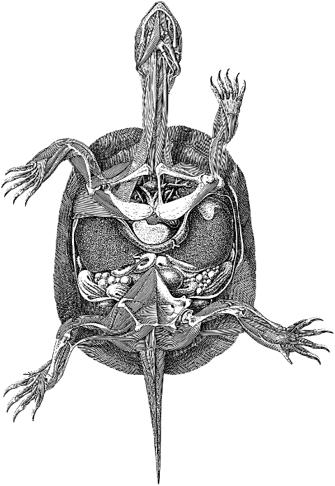 turtle-anatomy-line-art-biology-7272773