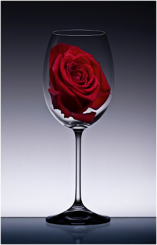 rose-class-romantic-flower-romance-4342508